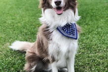 Stanley the Collie, cão australiano