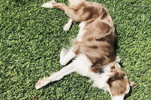 Stanley the Collie, cão australiano