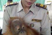 Turista russo detido em aeroporto de Bali por tentar transportar orangotango na mala