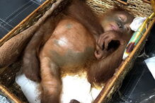 Turista russo detido em aeroporto de Bali por tentar transportar orangotango na mala