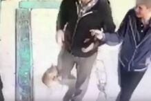 Gata atacar homens e cães à porta de um mercado em Istambul