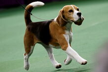 Beagle