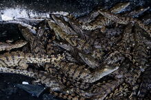 40 homens guardaram 26 mil crocodilos de um português em Moçambique e impediram uma tragédia