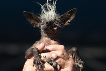 cão mais feio do mundo