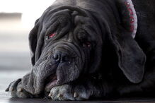 cão mais feio do mundo