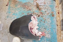 Imagens mostram cabeça de tubarão gigante