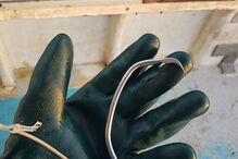 Imagens mostram cabeça de tubarão gigante