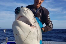 Imagens mostram cabeça de tubarão gigante