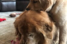 Cão cego ganho amigo de quatro patas 