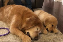 Cão cego ganho amigo de quatro patas 