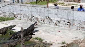Como 40 homens guardaram 26 mil crocodilos de um português