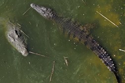 Crocodilos