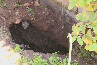 Algar no jardim de casa deixa idosa em risco 