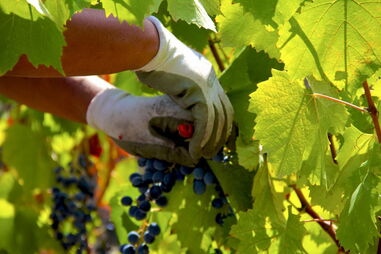 Vindimas na Quinta do Pôpa