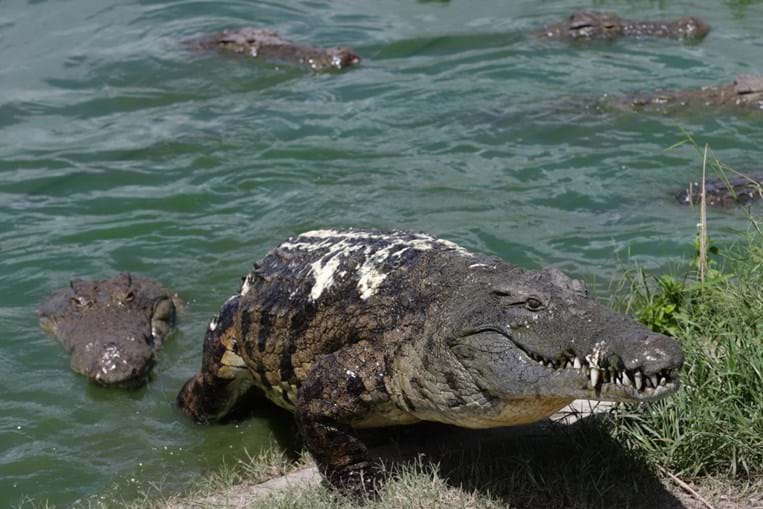 40 homens guardaram 26 mil crocodilos de um português em Moçambique e impediram uma tragédia
