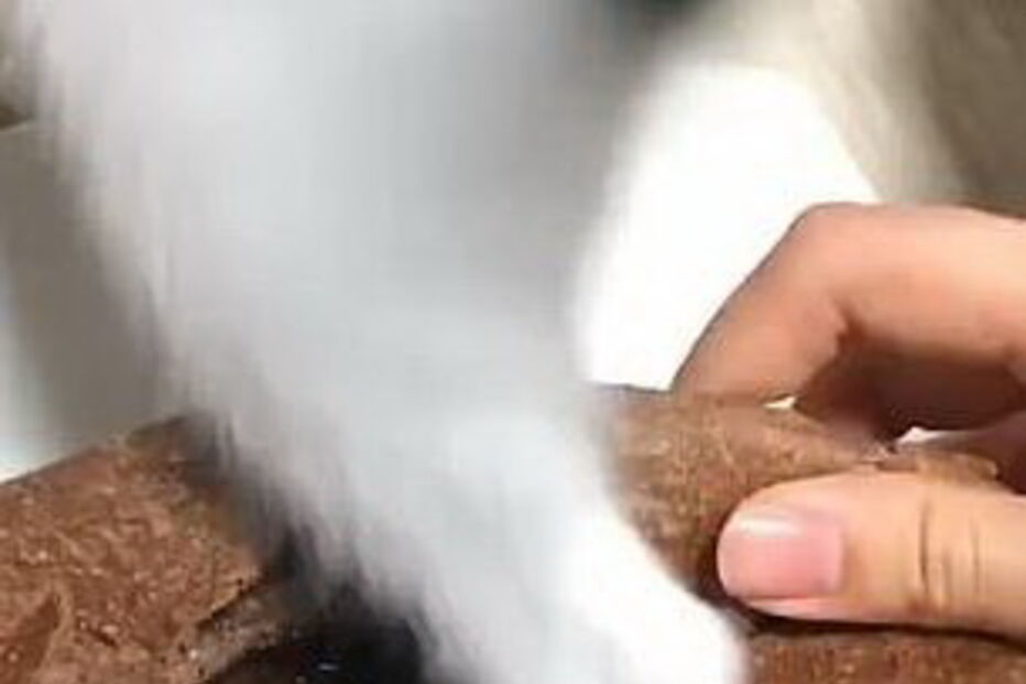 Gato guloso quis ser o primeiro a provar e põe a pata no bolo