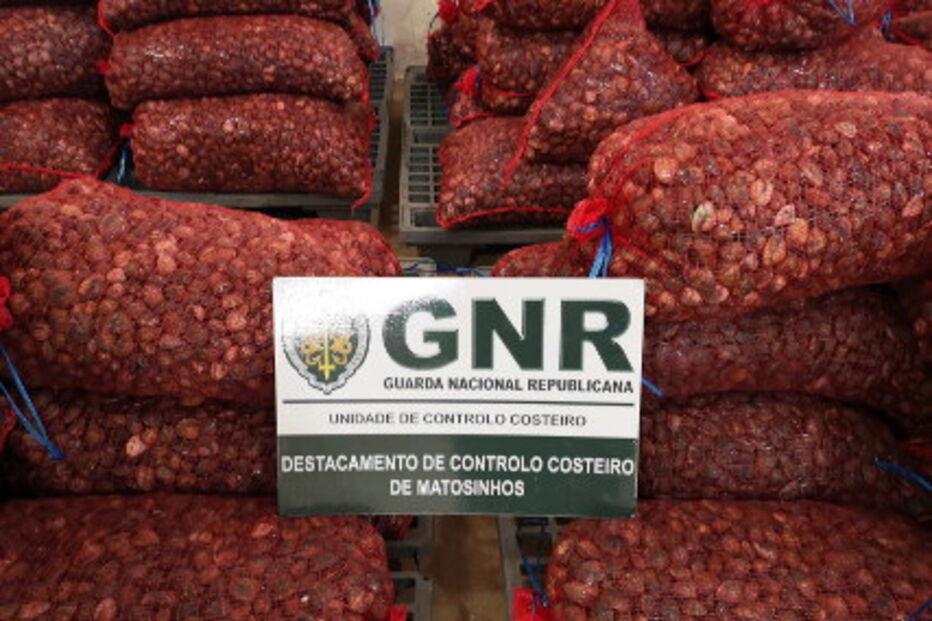 GNR apreende duas toneladas de amêijoa japonesa