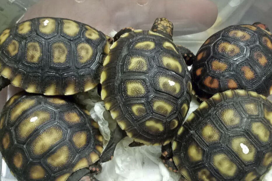 Mais de 1500 tartarugas exóticas encontradas vivas dentro de bagagem em aeroporto