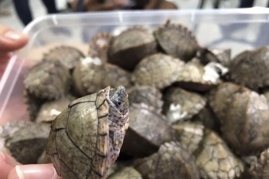 Mais de 1500 tartarugas exóticas encontradas vivas dentro de bagagem em aeroporto
