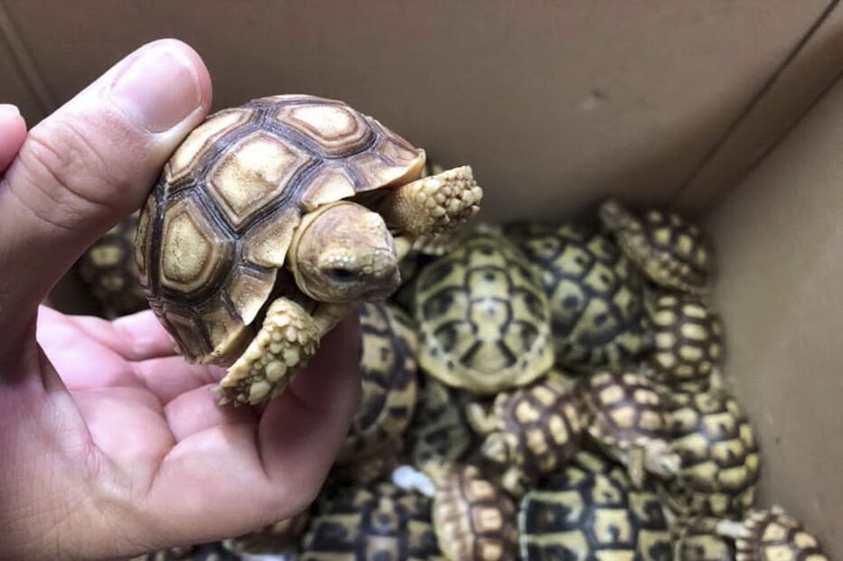 Mais de 1500 tartarugas exóticas encontradas vivas dentro de bagagem em aeroporto
