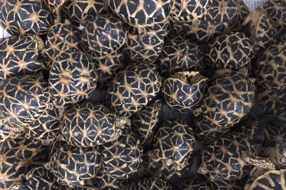 Mais de 1500 tartarugas exóticas encontradas vivas dentro de bagagem em aeroporto