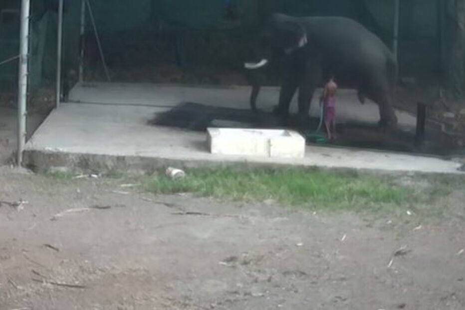 Tratador de elefantes morre após animal lhe cair em cima