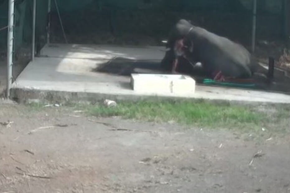 Tratador de elefantes morre após animal lhe cair em cima