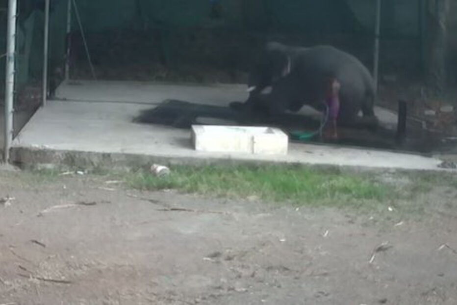 Tratador de elefantes morre após animal lhe cair em cima