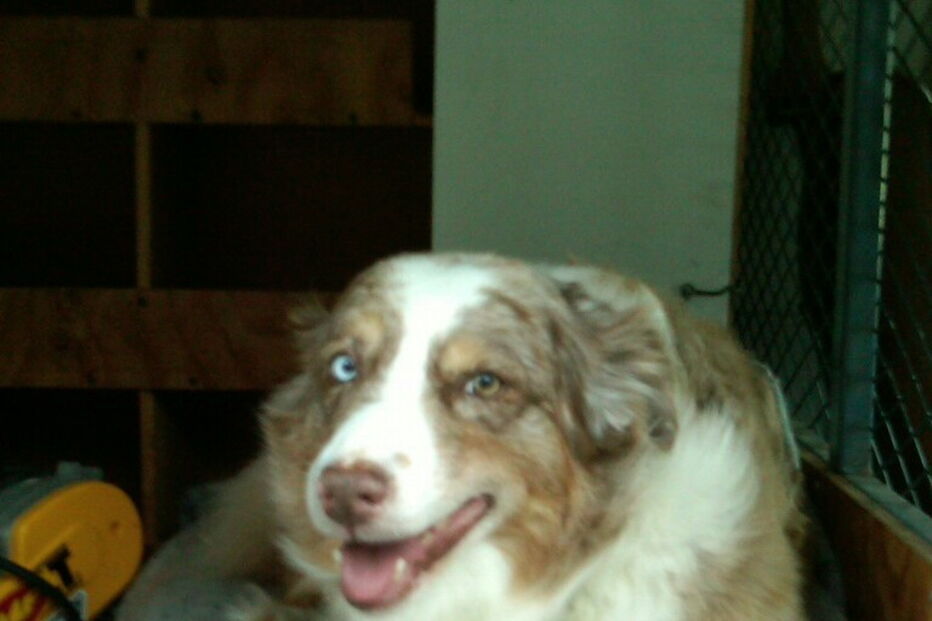 Homem e cão sobrevivem cinco dias presos em carro a comer molho de tacos