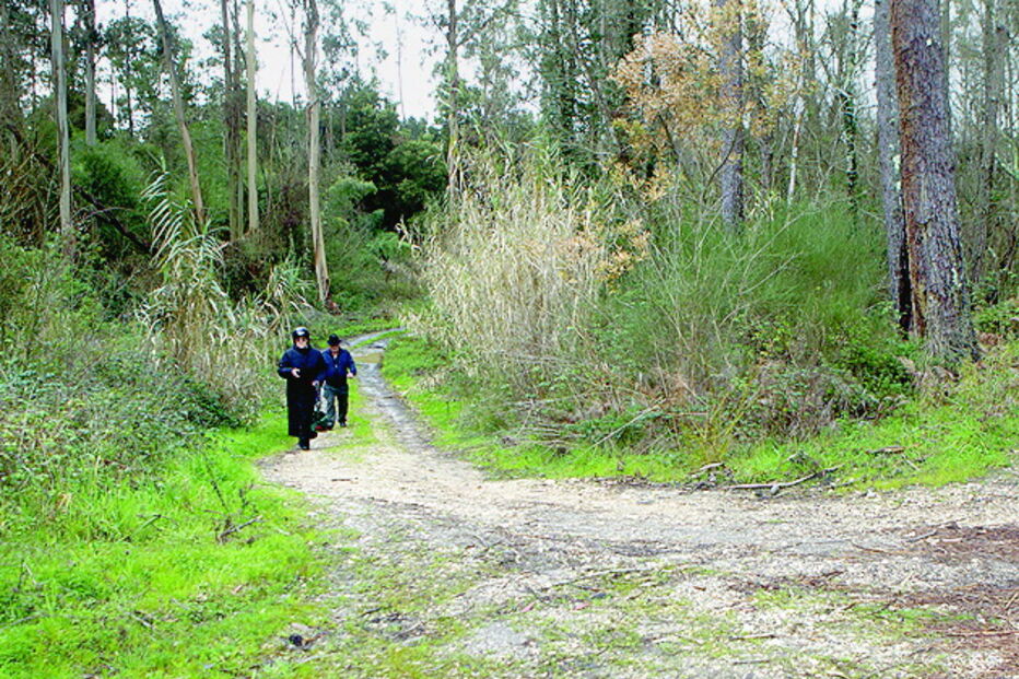 Encontrado na berma da estrada