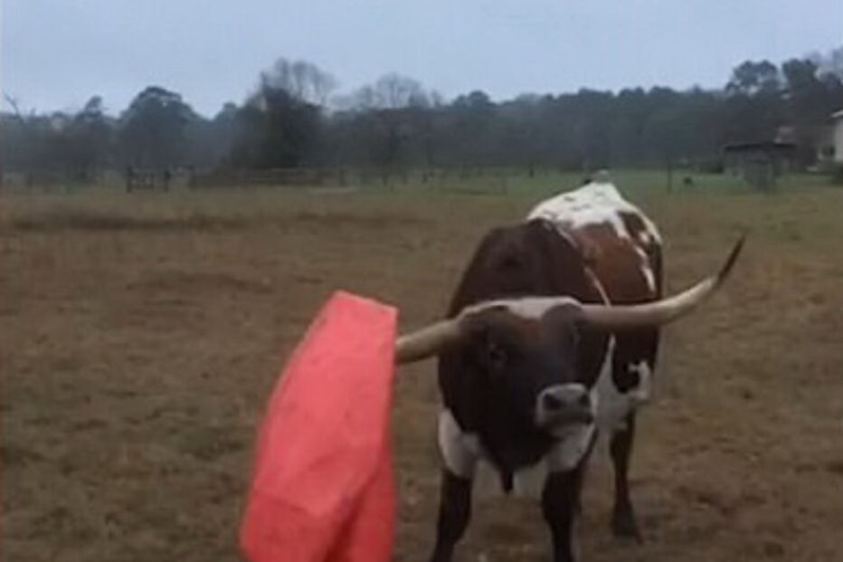 Touro ‘futebolista’ rebenta brinquedo 