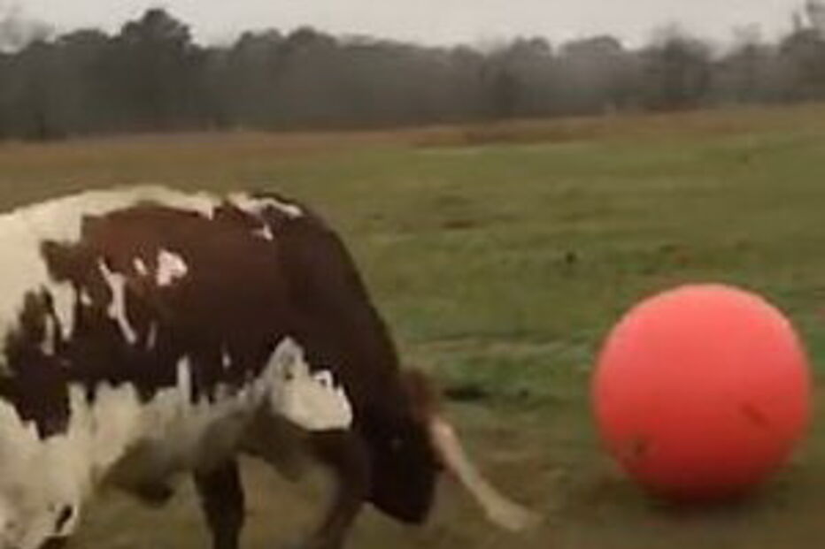 Touro ‘futebolista’ rebenta brinquedo 