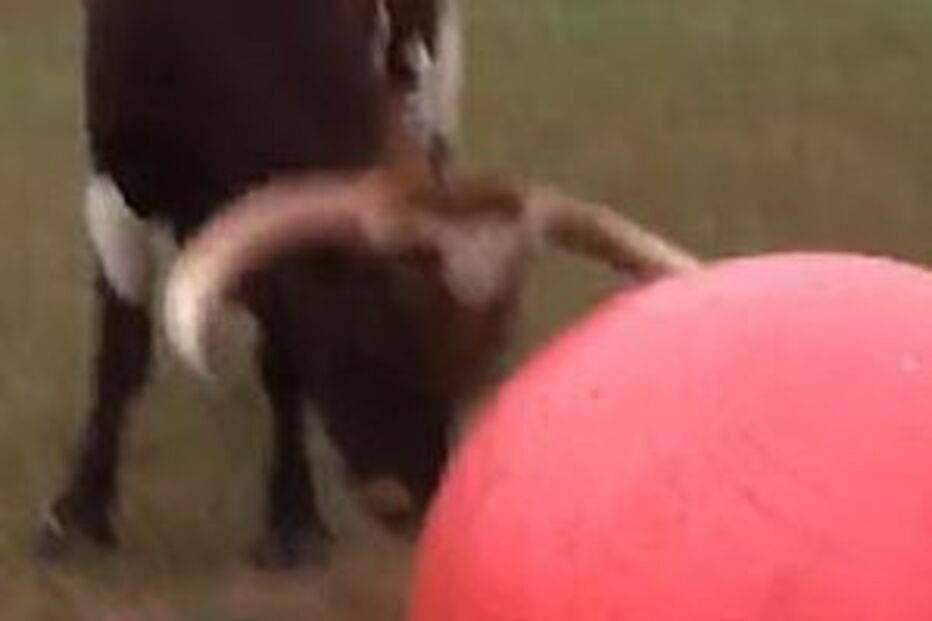 Touro ‘futebolista’ rebenta brinquedo 
