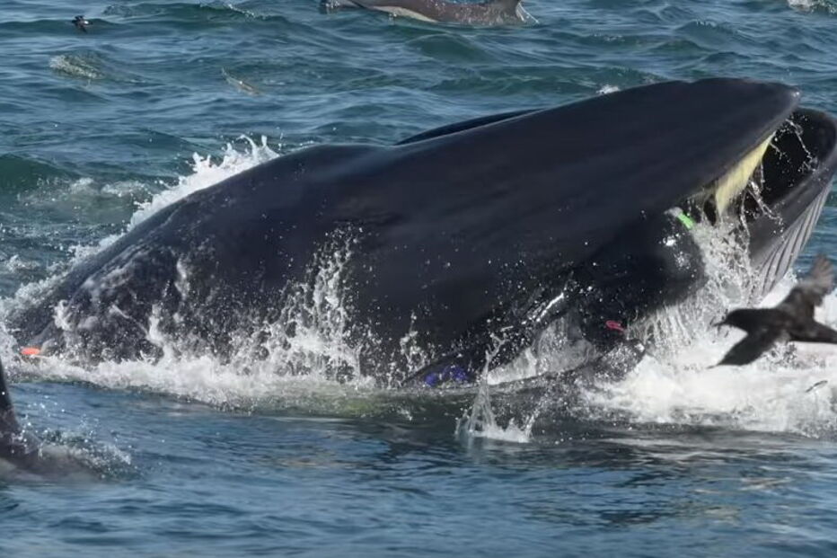 Baleia abocanha homem e cospe-o logo a seguir