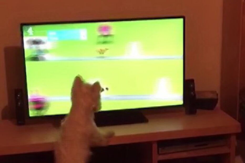 Cão 'persegue' amigos de quatro patas através da televisão