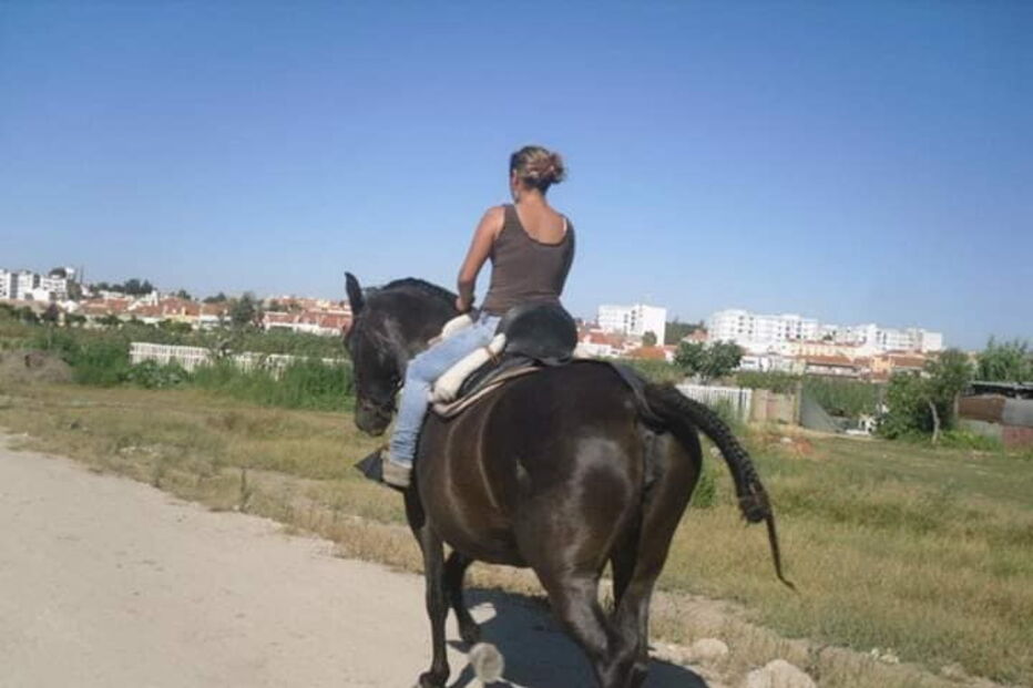 Três homens roubam égua na Moita, em Setúbal