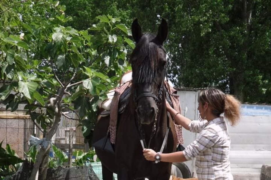 Três homens roubam égua na Moita, em Setúbal