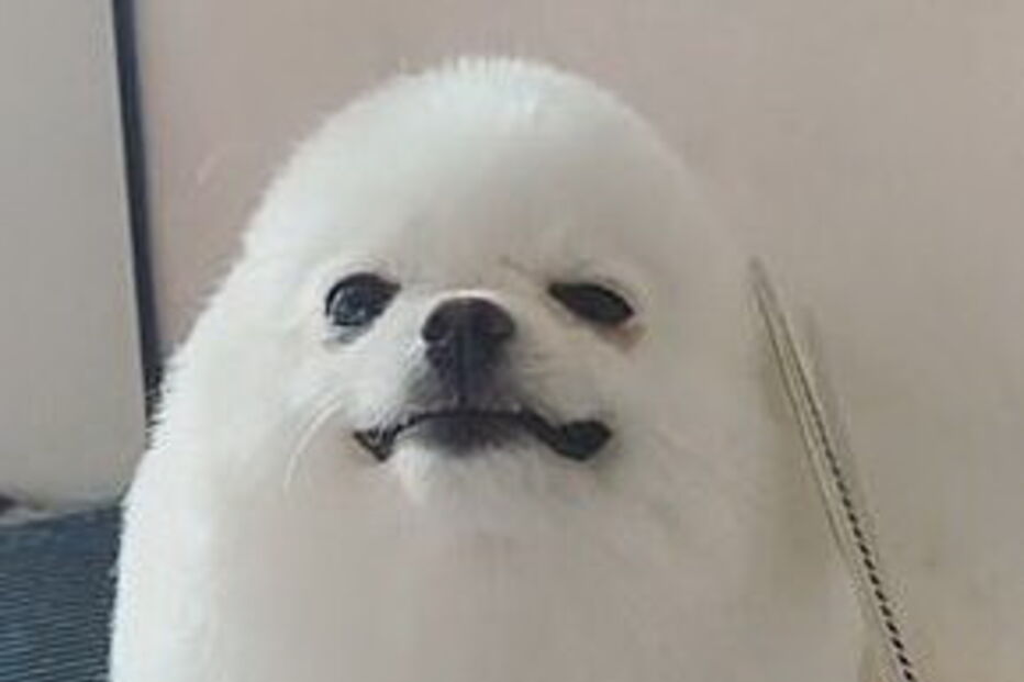 Lulu-da-Pomerânia na tosquia