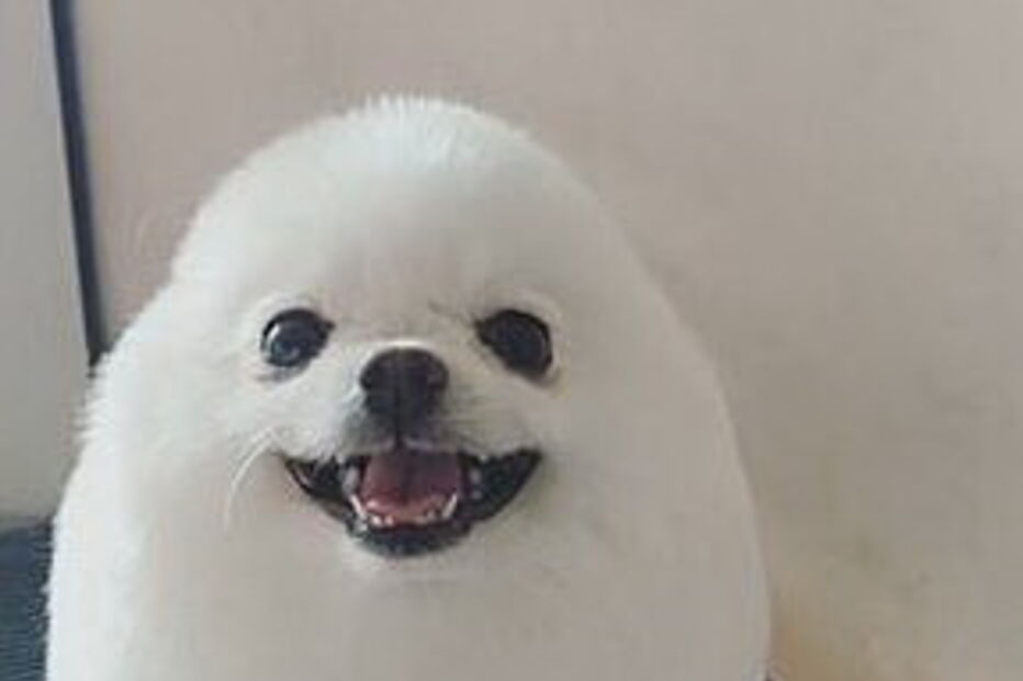 Lulu-da-Pomerânia na tosquia