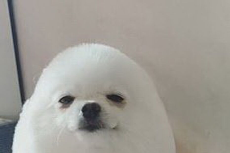 Lulu-da-Pomerânia na tosquia