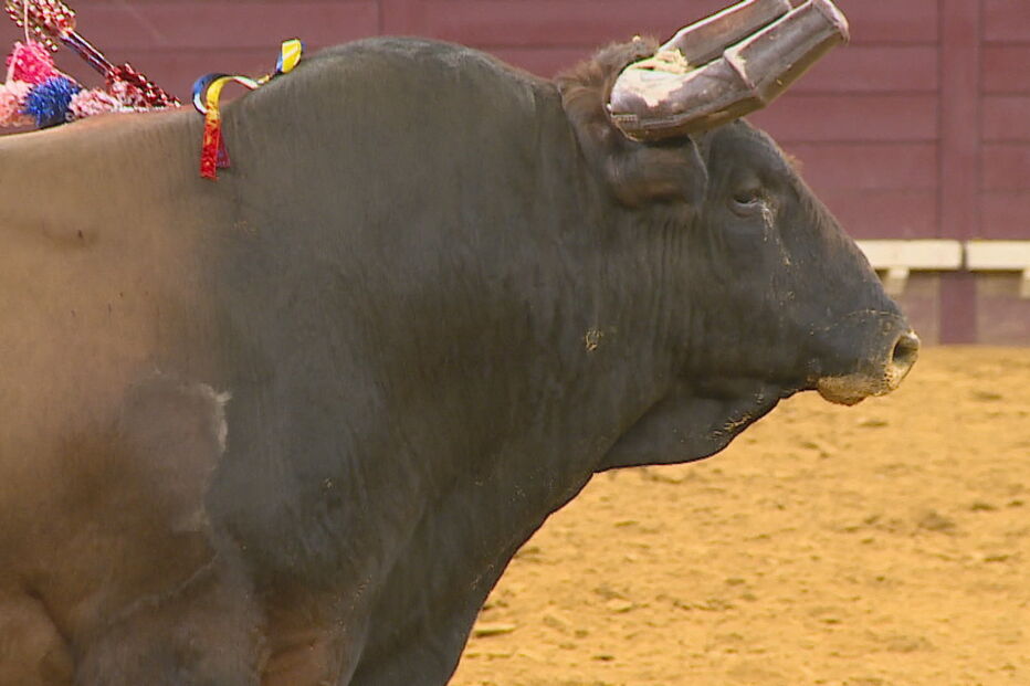 Exigido fim de touradas no Campo Pequeno 