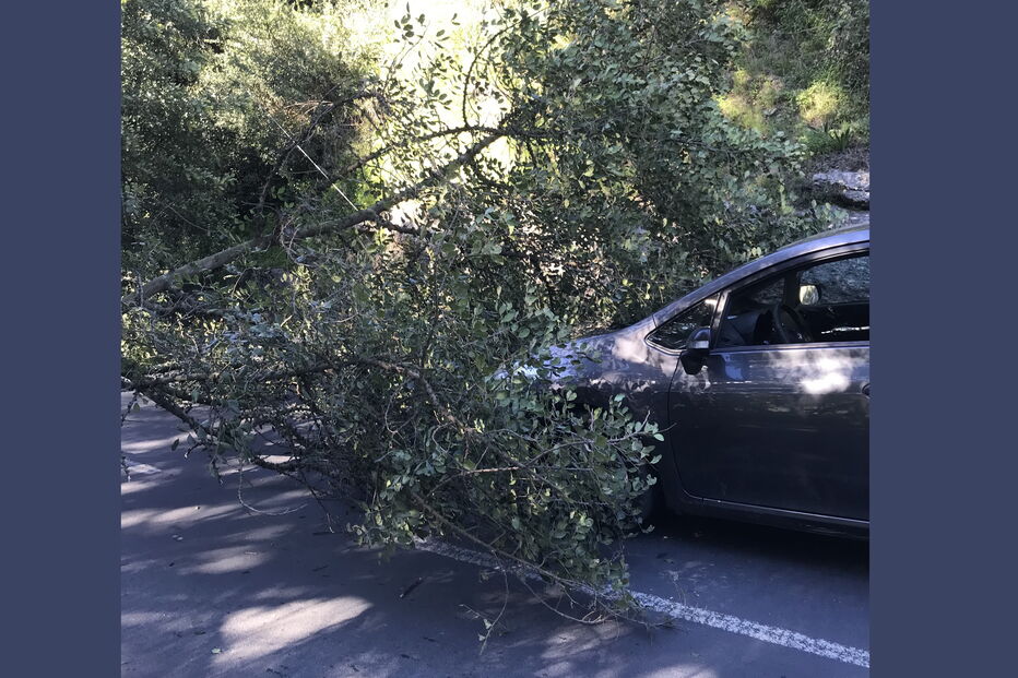 Árvore cai sobre carro em estrada de Loures