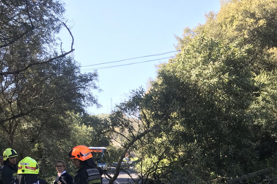 Árvore cai sobre carro em estrada de Loures