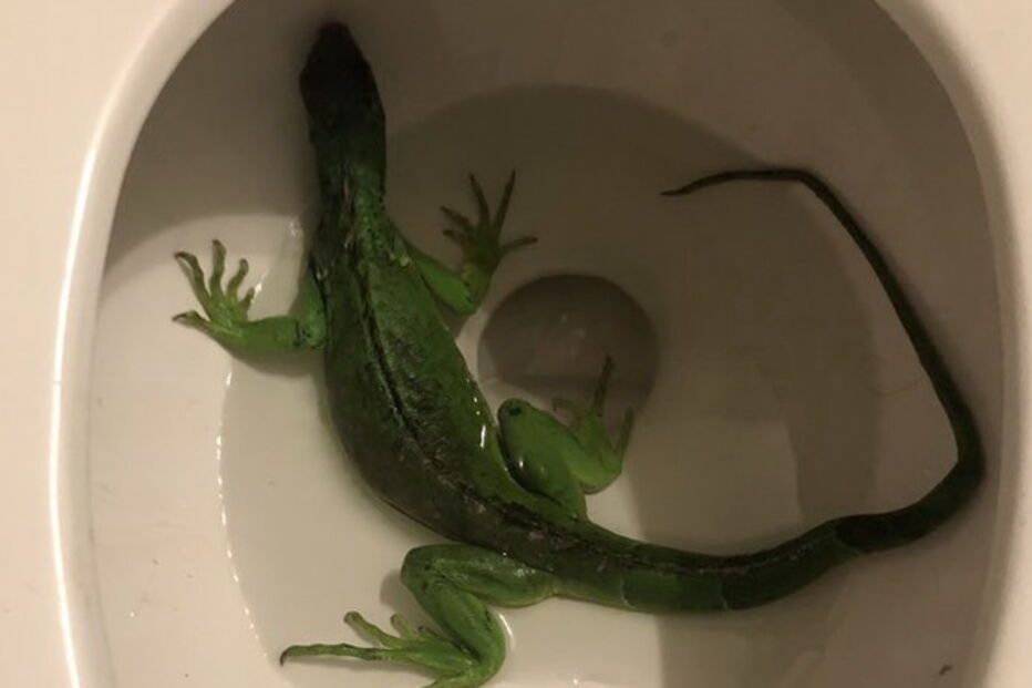 Homem em pânico liga o 112 ao encontrar iguana a nadar na sanita