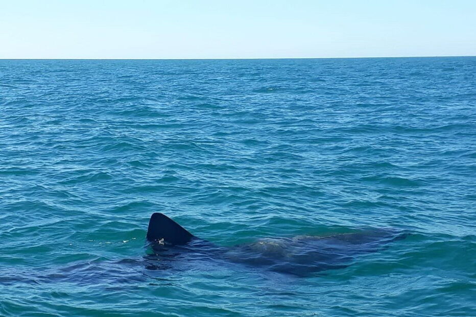 Tubarão-frade foi avistado ao largo da ilha do Farol 