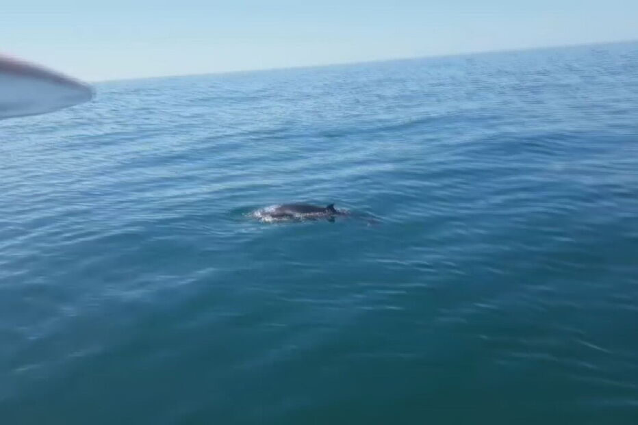 Baleia-anã foi observada ao largo do farol de Alfanzina