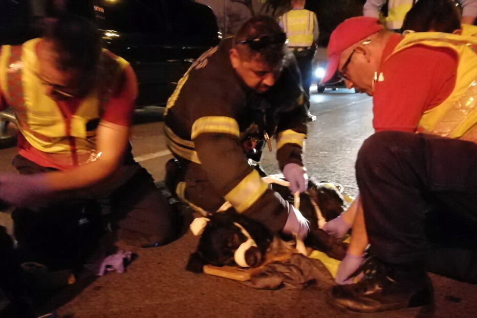 Bombeiros salvam cão após atropelamento em Albufeira