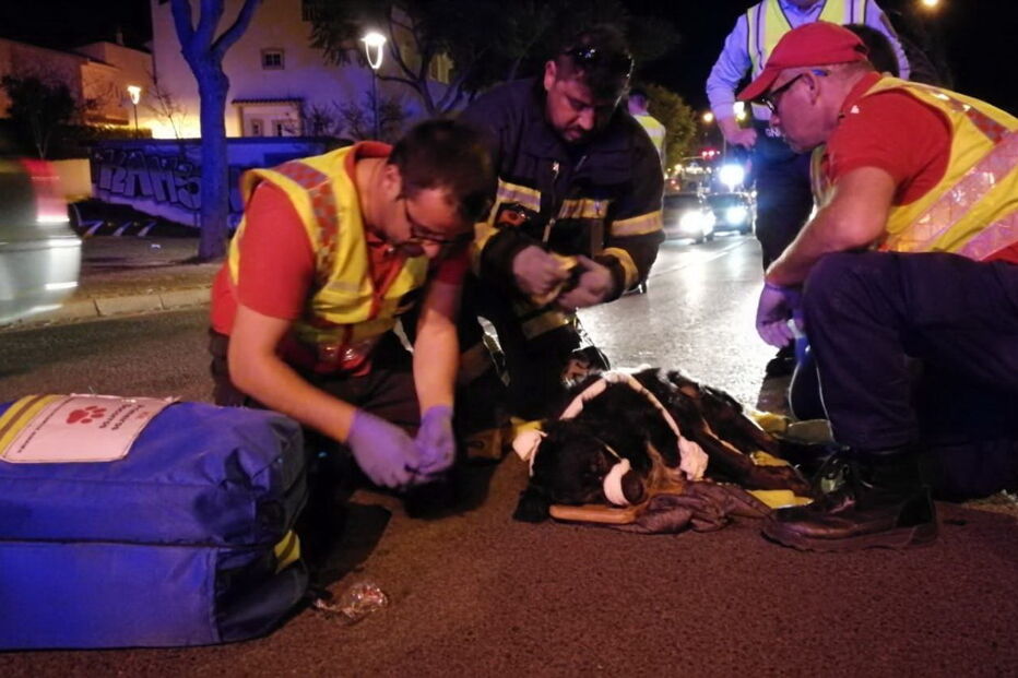 Bombeiros salvam cão após atropelamento em Albufeira