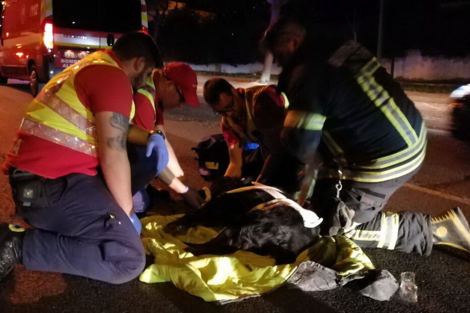 Bombeiros salvam cão após atropelamento em Albufeira