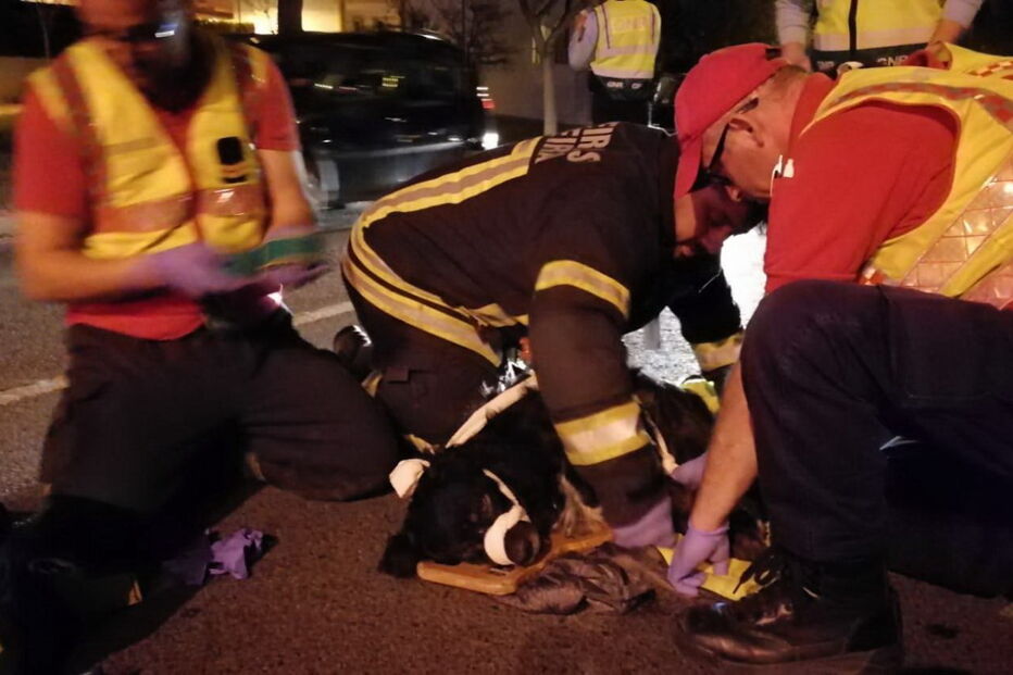 Bombeiros salvam cão após atropelamento em Albufeira